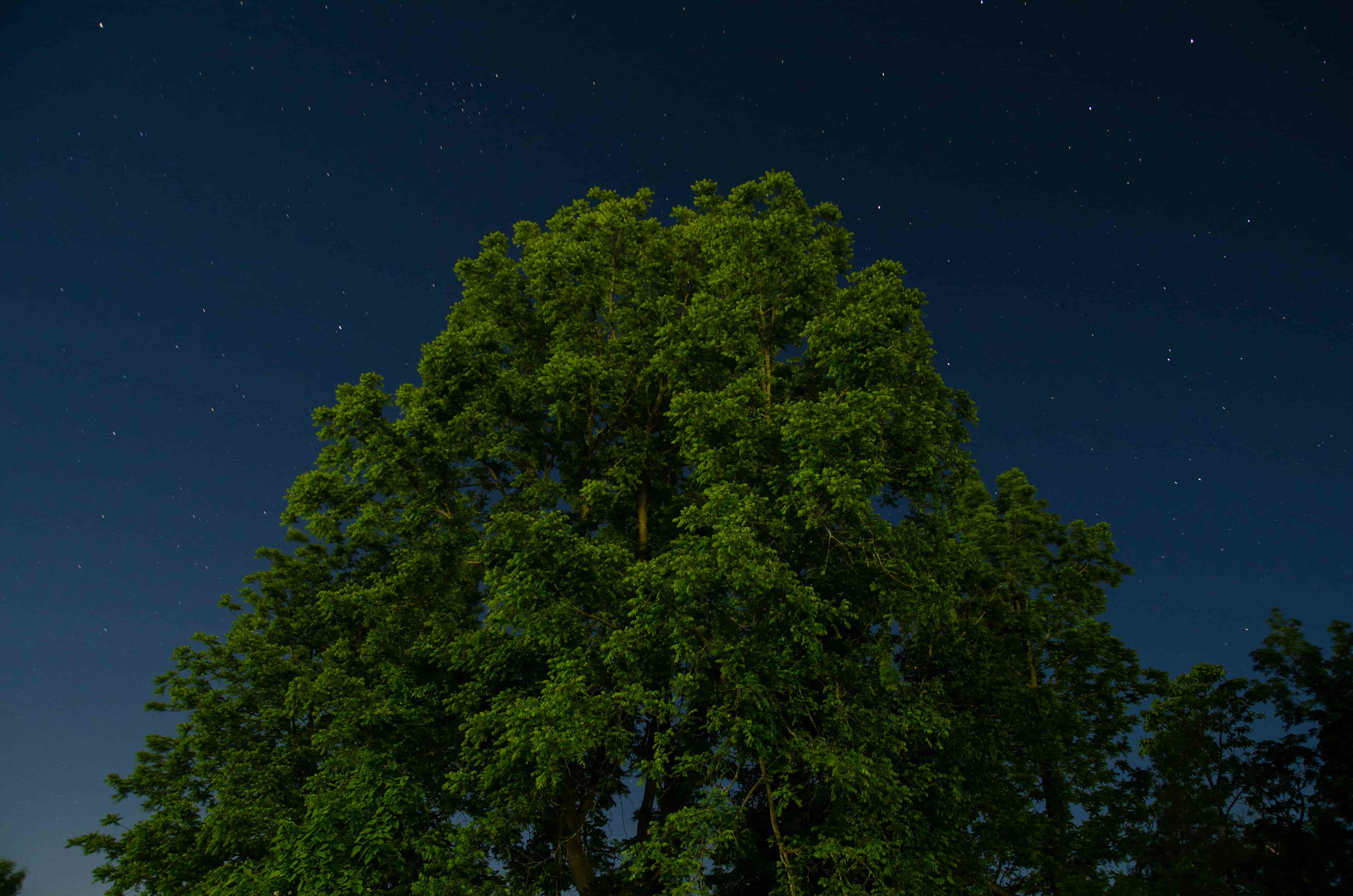 Tree at night